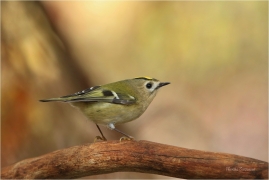 <p>KRÁLÍČEK OBECNÝ (Regulus regulus) /Coldcrest - Wintergoldhähnchen/</p>